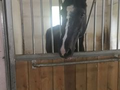 -松声马术俱乐部