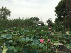 -莲花岛景区