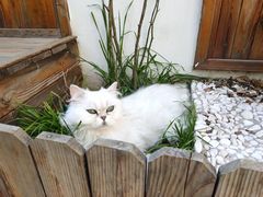 -喵屿·大理花园猫咖