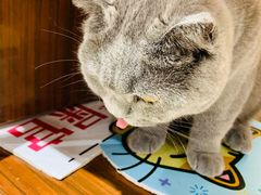 -藏猫猫咖啡主题馆(中央大道店)