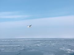 -网走流冰观光破冰船极光号