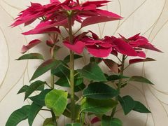 -龙大花卉苗木市场