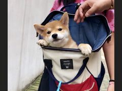 -翊宠yipet猫狗购宠庄园犬舍•猫舍