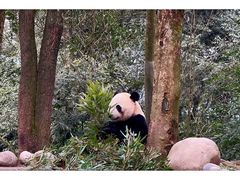 -中国大熊猫保护研究中心雅安碧峰峡基地