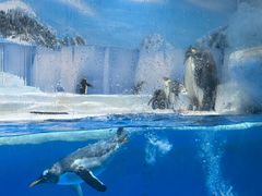 -海合安成都极地海洋公园