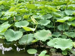 -龙头寺公园