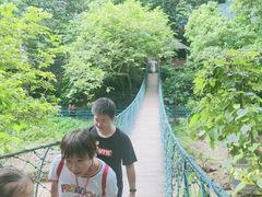 -西双版纳原始森林公园
