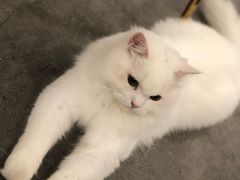 -飞行喵MR PILOT|猫舍·猫咖(静安大融城店)