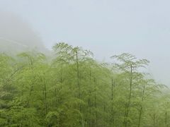 -江南天池