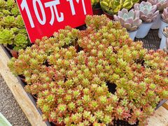 -三圣花乡旅游区