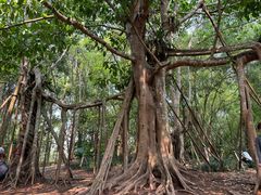 -中国科学院西双版纳热带植物园