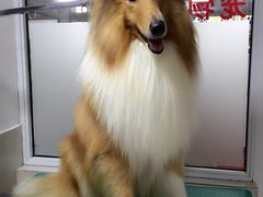 帅帅宠物生活馆-帅帅宠物生活馆(三元路店)
