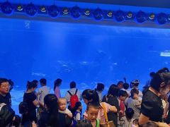 -石家庄海洋公园