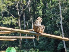 -西双版纳原始森林公园