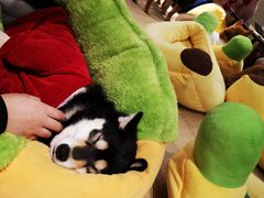 -逗柴咖啡屋·狗咖猫咖宠物桌游