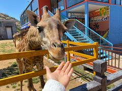 -西霞口神雕山野生动物世界