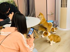 -浣熊柯尔鸭土拨鼠·电玩咖