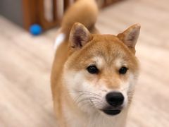 -豆柴町-柴犬主题狗咖(红鼎国际C座店)