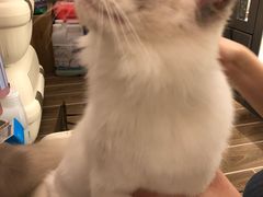 -猫大福·Fortune Cat猫舍(百子湾店)