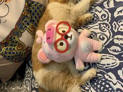 -more than meow吴止猫主题餐厅(承德 中船汇店)