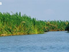 -大湾区中央湿地公园