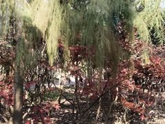 -合肥滨湖国家森林公园