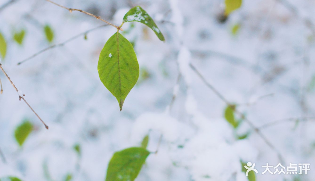 燕园初雪，还有你。