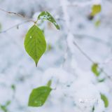 燕园初雪，还有你。