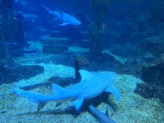 -海合安青岛极地海洋公园