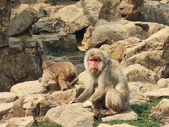 -合肥野生动物园