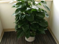 -锦江之星(武汉黄鹤楼复兴路地铁站店)