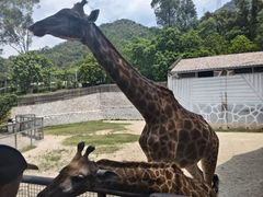 -泉州海丝野生动物世界