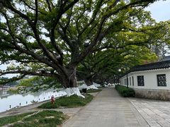 -江心屿景区