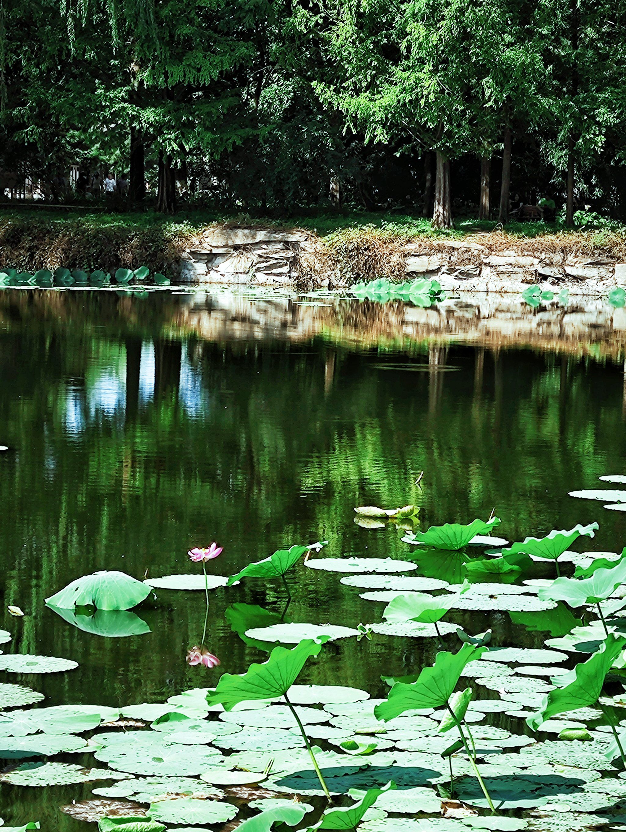 n这小池塘的花朵感觉都不太一样了,前些日子还是满池的莲花荷花现在