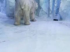 -芜湖新华联大白鲸海洋公园