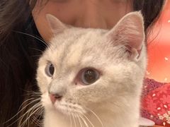 -Let's go狗咖·猫咖·奶狗·桌游(春熙路IFS店)