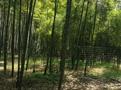 -同里国家湿地公园