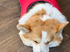 -肥朵食堂(带梦胡同店)