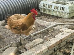 -马陆小张葡萄园农家乐