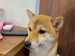 -柯斗斗主题餐厅·狗咖·围炉煮茶·茶饮(国瑞升平里店)