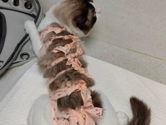 -纳吉亚猫专科动物诊疗中心(蒋宅口分院)