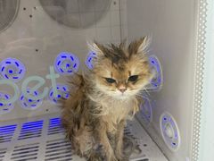 -瑞派康怡24h宠物医院·犬猫医疗中心·微创绝育(瑞景分院)