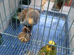 -休记光头香辣蟹干锅店(衣冠庙店)