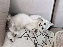 -宠爱国际动物医院· 猫科· 外科·中兽医(长白店)