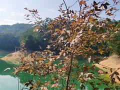 -广州市流溪河国家森林公园