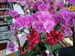 -FEI FEI FLOWER鲜花店·气球派对·宝宝宴布置(虹口德必运动Loft店)
