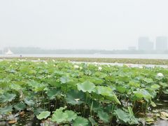 -暨阳湖生态园
