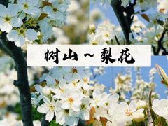-树山生态村