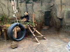 -深圳野生动物园