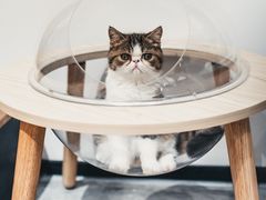 -瞄一喵猫咖(格力海岸店)